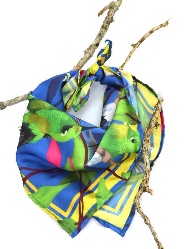 Panoleta-Colibri3.jpg Pañoleta azul del Colibri cola de raqueta ave en colombia sobre una superficie
